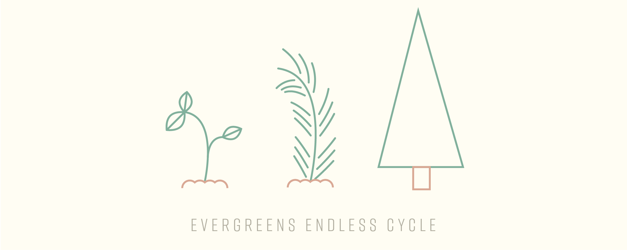 diagram that shows an evergreen tree starting from a sapling and growing into a full tree in three steps