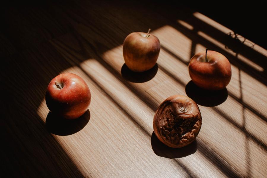 rotten apple with healthy apples